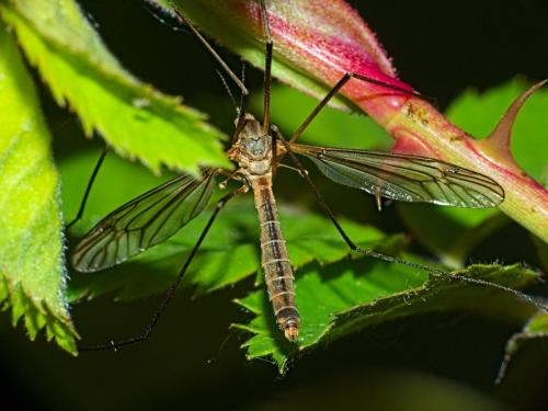 Tipula vernalis